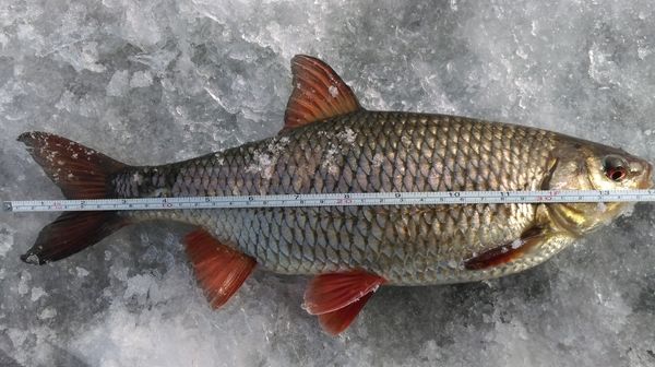 Okresy i wymiary ochronne ryb w Polsce na rok 2023.