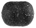 Soft Pellets Method Feeder Hemp 50g 8/10mm